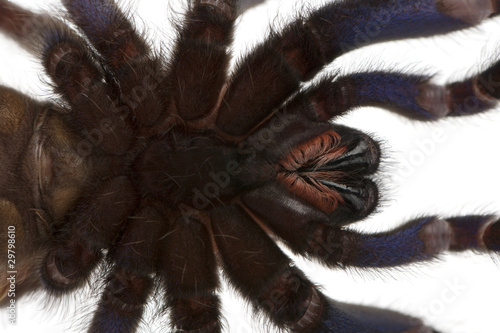 Close-up of Tarantula spider, Poecilotheria Metallica, in front