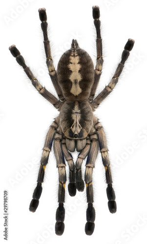 Tarantula spider, Poecilotheria Metallica, in front of white bac