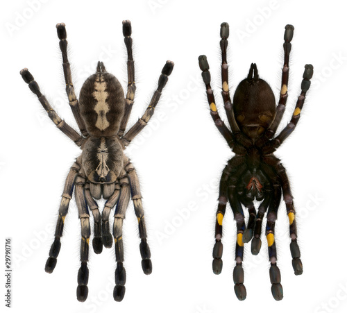 Tarantula spiders, Poecilotheria Metallica, in front of white ba