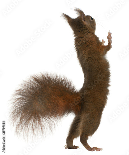 Eurasian red squirrel on hind legs, Sciurus vulgaris