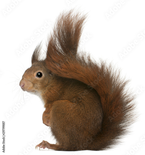 Eurasian red squirrel, Sciurus vulgaris, 4 years old