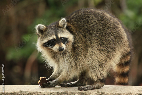 Cute raccoon nibles a chocolate cookie