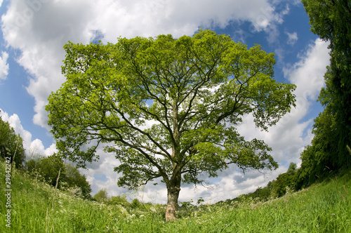 Sycamore Tree In Spring Meadow