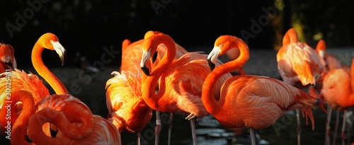 Flamingo on a sunset.