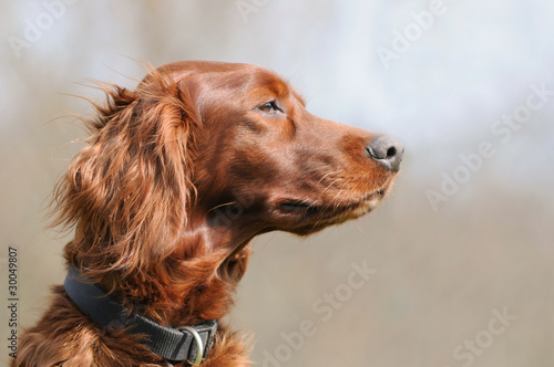 Irish Setter