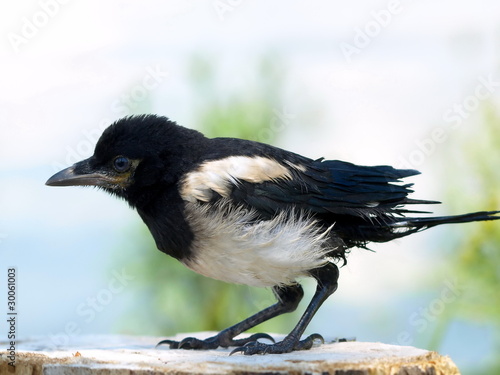 immature European Magpie Pica pica