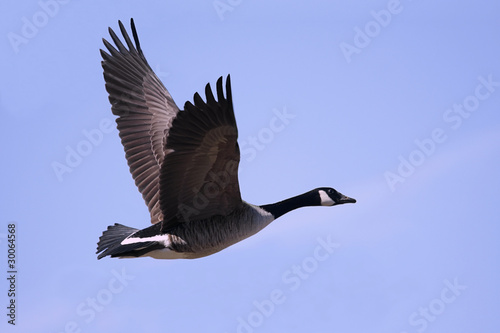 Canada Goose (Branta canadensis) In Flight