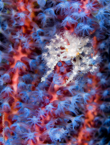 Spider crab on colorful corals.