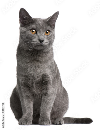 Chartreux kitten, 5 months old, in front of white background