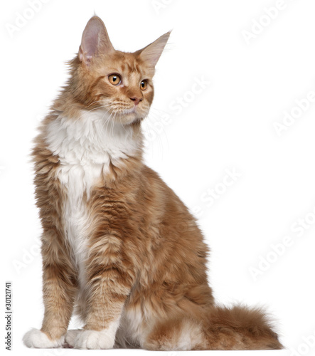 Maine Coon kitten, 7 months old, in front of white background