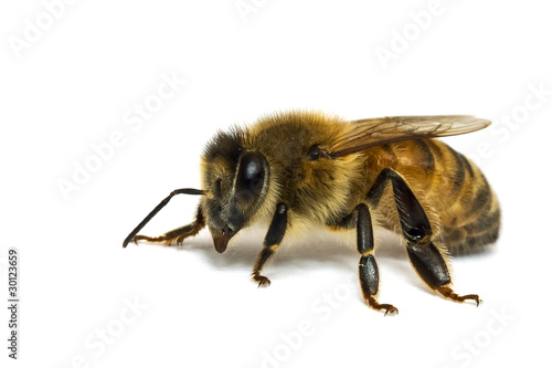 Single Bee isolated on white