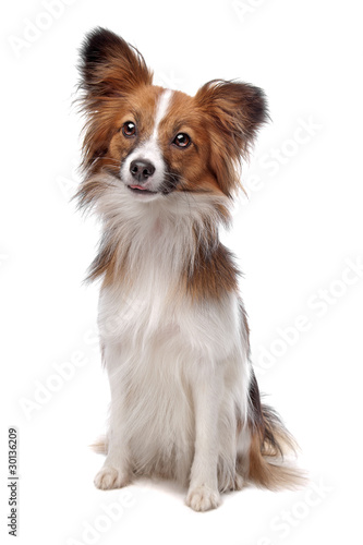 papillon or Butterfly Dog