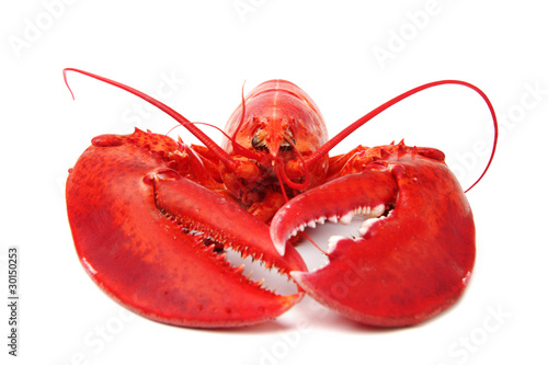 isolated lobster