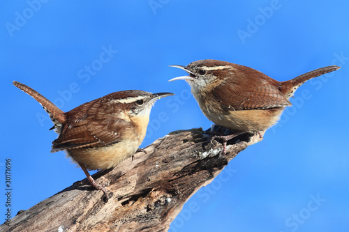 Carolina Wrens On A Stump