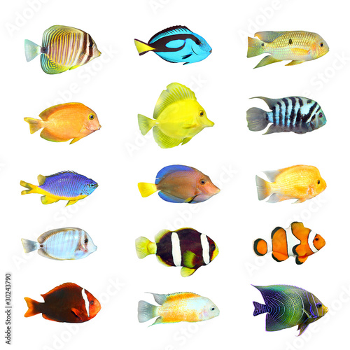 Great collection of a tropical fish on a white background.