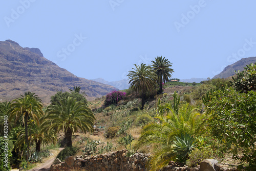 Palmy i góry na wyspie Gran Canaria