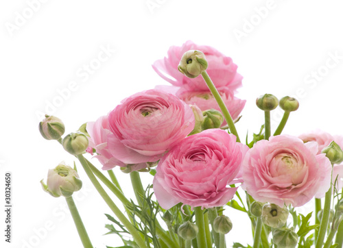 bunch of pale pink ranunculus (persian buttercup)