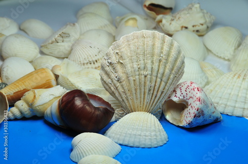  background with sea shell