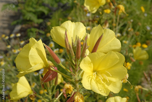 Onagre; Oenothera biennis