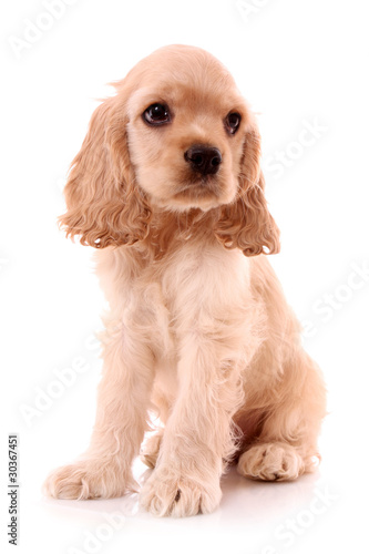 Puppy cocker spaniel on a white background