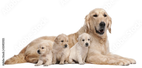 Golden Retriever mother, 5 years old, and her puppies