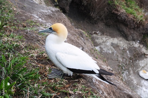 Australasian Gannet