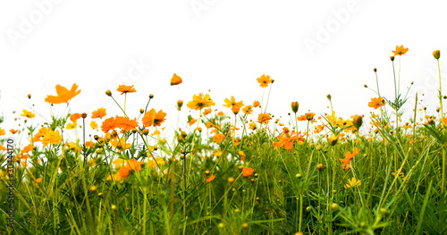 Forest of orange flowers