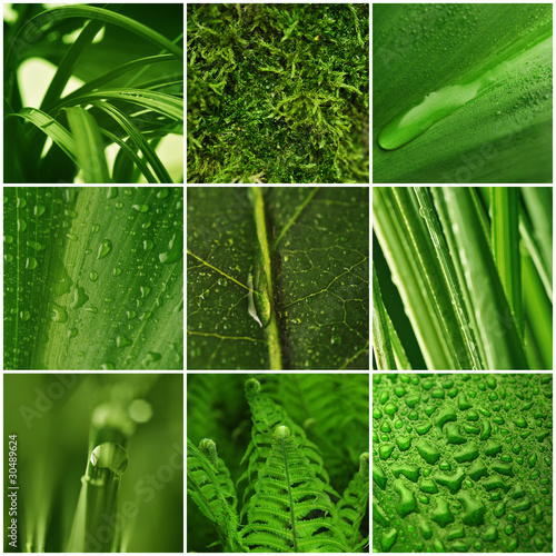 Zielona roślinność