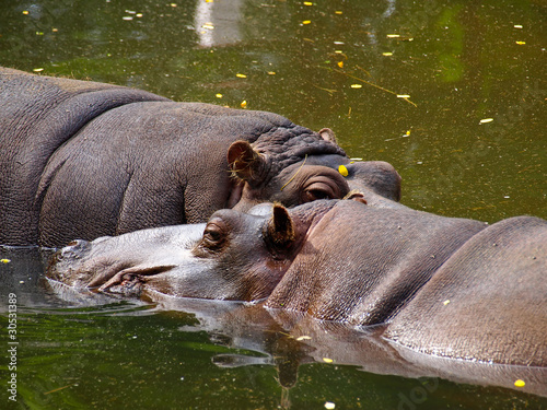 Two hippos resting in the water at the zoo in Oliwa, Poland.