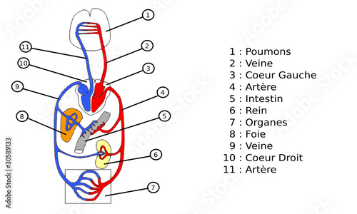 Circulation sanguine