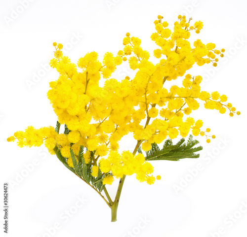 branch of mimosa