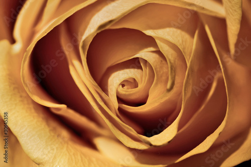 Rose in soft color.