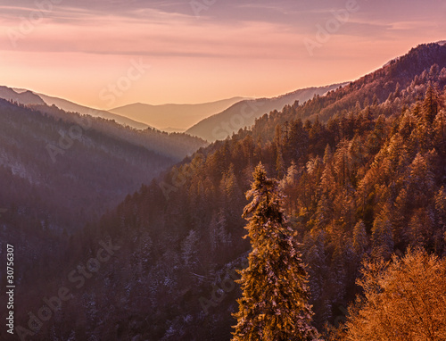 Snow covered trees at sunset in Smoky Mountains