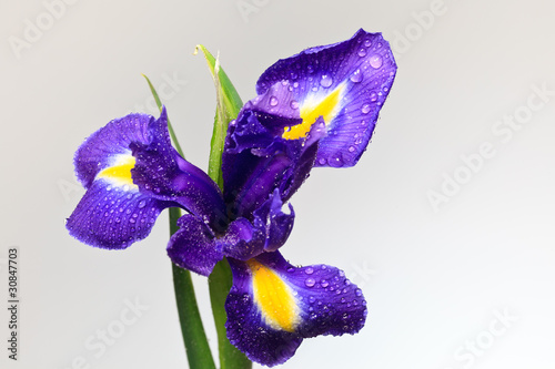 iris flower