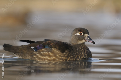 Wood Duck or Carolina Duck, Aix sponsa - female