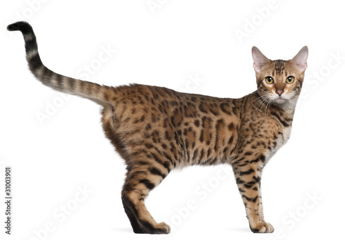 Bengal cat, 7 months old, standing in front of white background