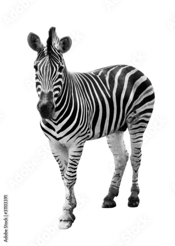 Zoo single burchell zebra isolated on white background