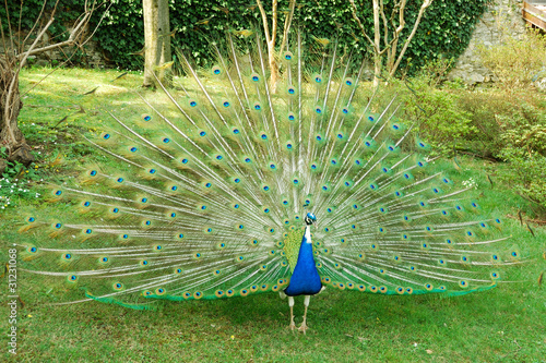 Peacock