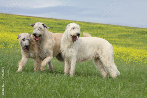 three irish wolfhound playing outside