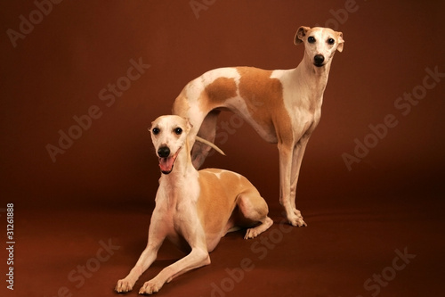 Whippet