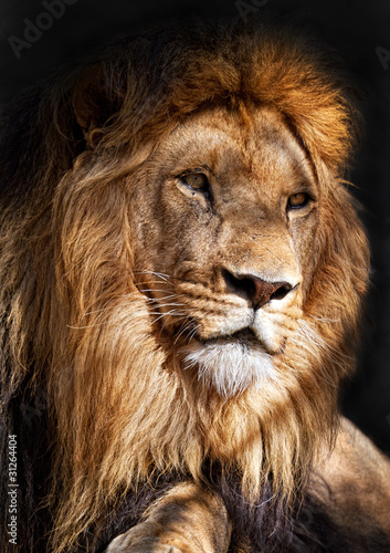 El rey león (Panthera leo)