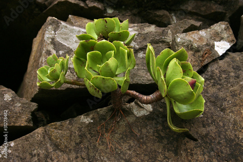 Madeira skalniak