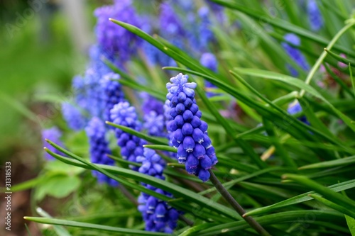 muscari