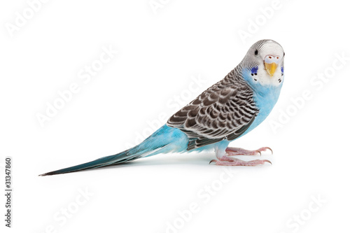 blue budgie