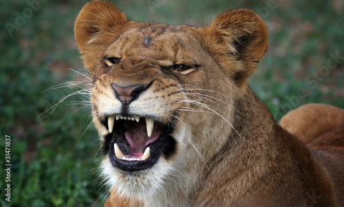 growling Lioness