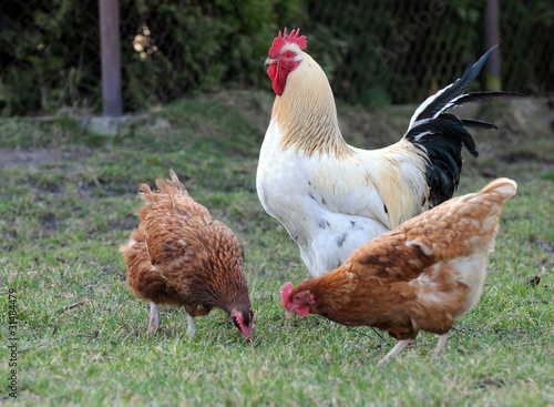 cock and hens