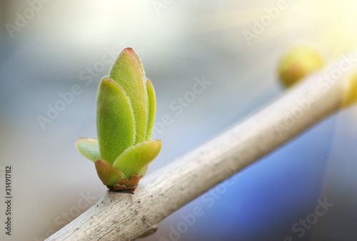 Spring bud