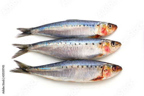 Fresh sardine fish