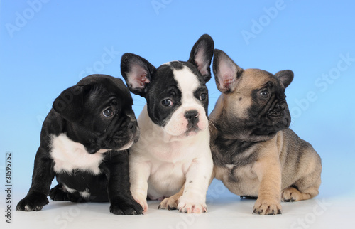 BOULEDOGUE FRANCESE