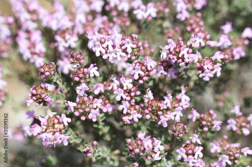 Thym en fleur de la garrigue